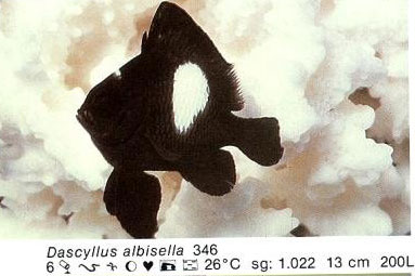 Dascyllus albisella